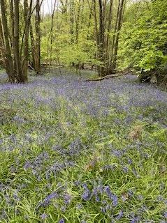 Woodland