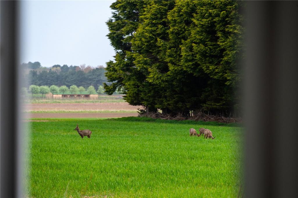 Wildlife