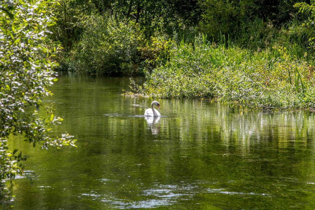 River With Fishing