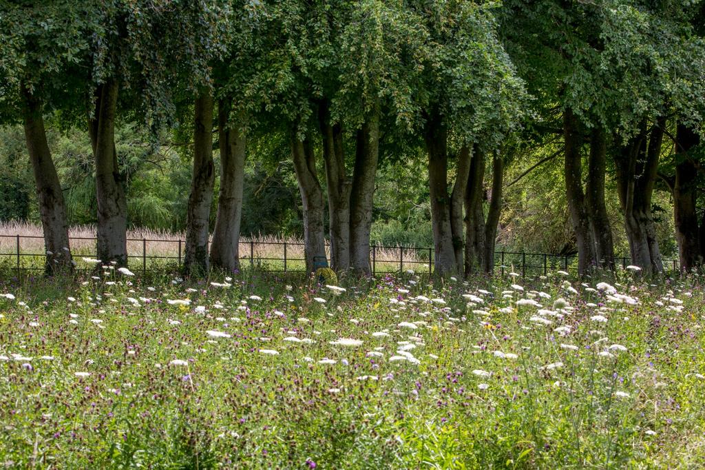 Wild Flower Meadow