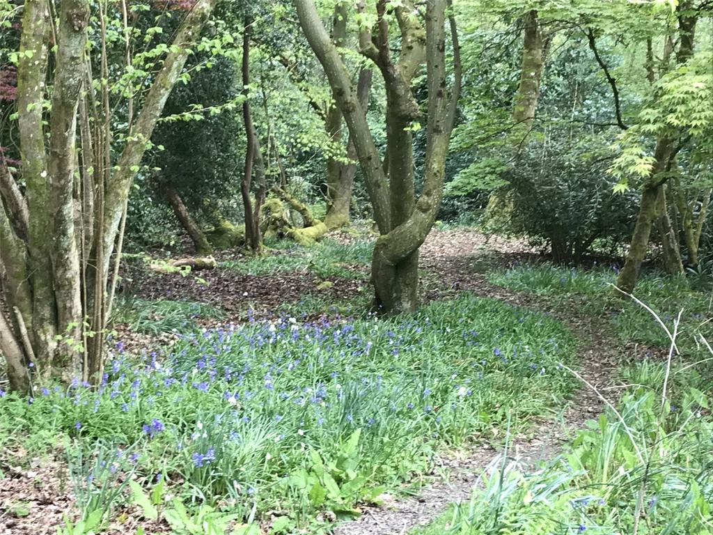 Woodland Garden