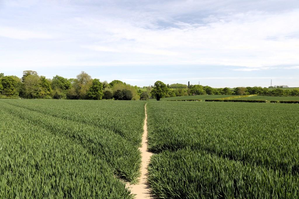 Country walk