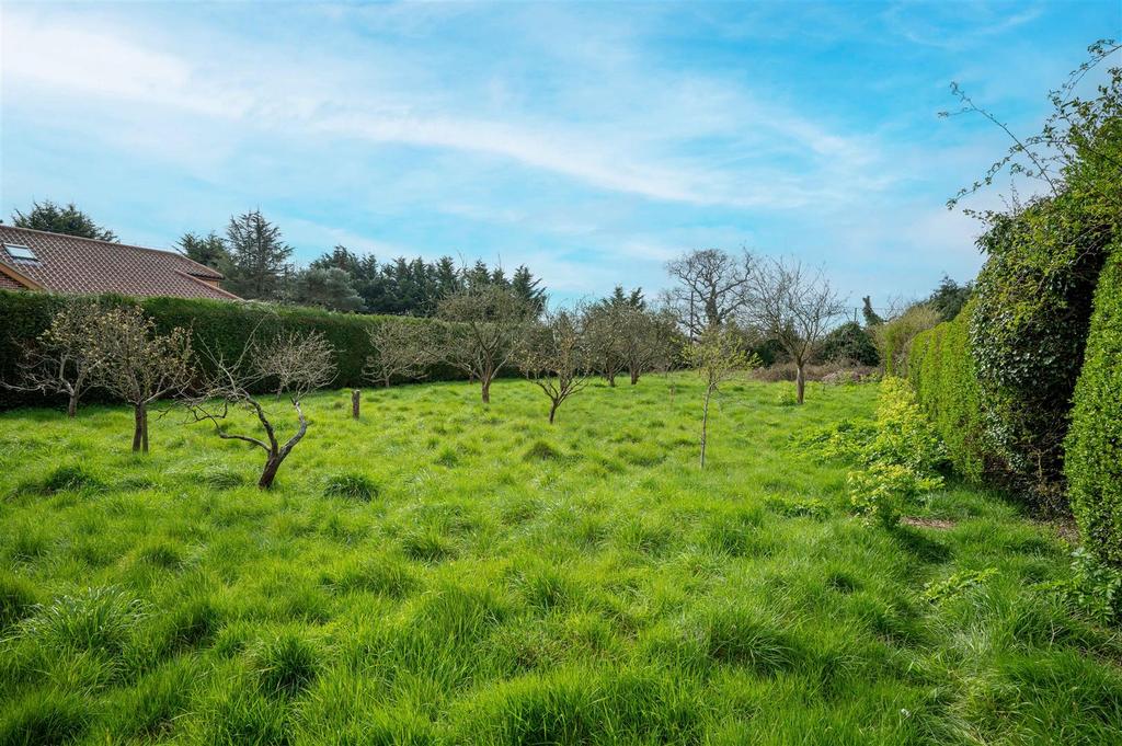 Orchard (1).jpg