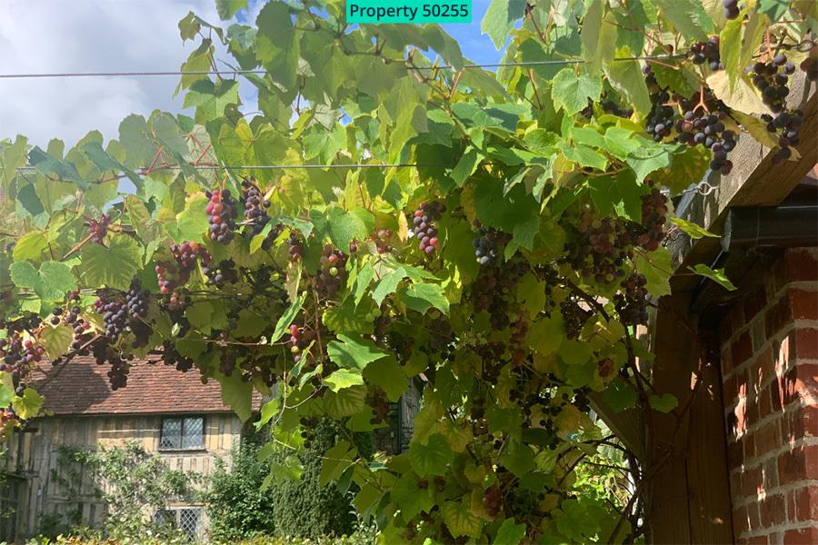 Delicious black grapes frame the deck