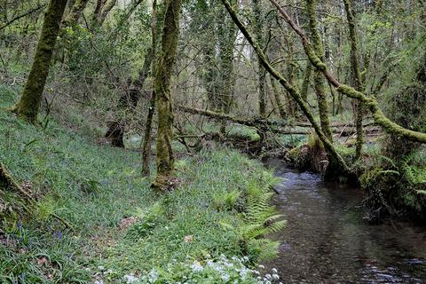 undefined, Saint Keyne, Liskeard PL14