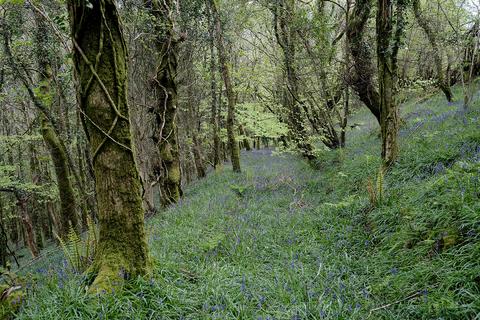 undefined, Saint Keyne, Liskeard PL14