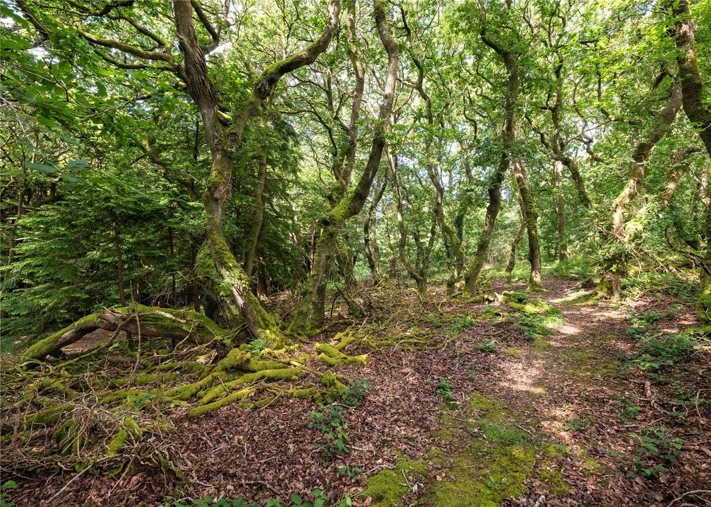 Woodland