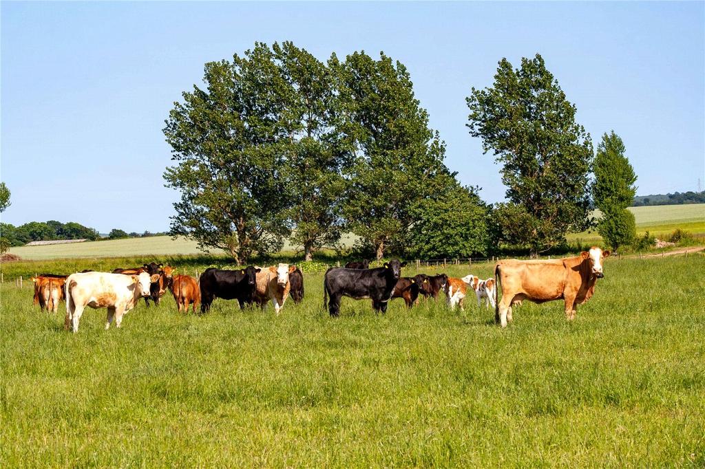 Livestock