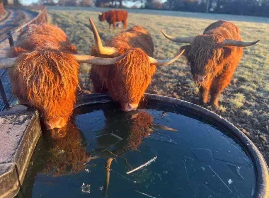 Highland Cattle in Neighbours Field (not part of p