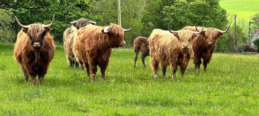 Highland Cattle in Neighbours Field (not part of p