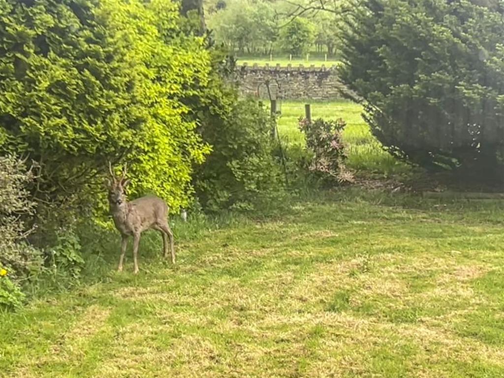 Deer in garden 2