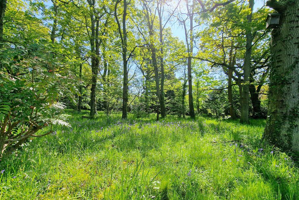 Oak Lodge Bluebells