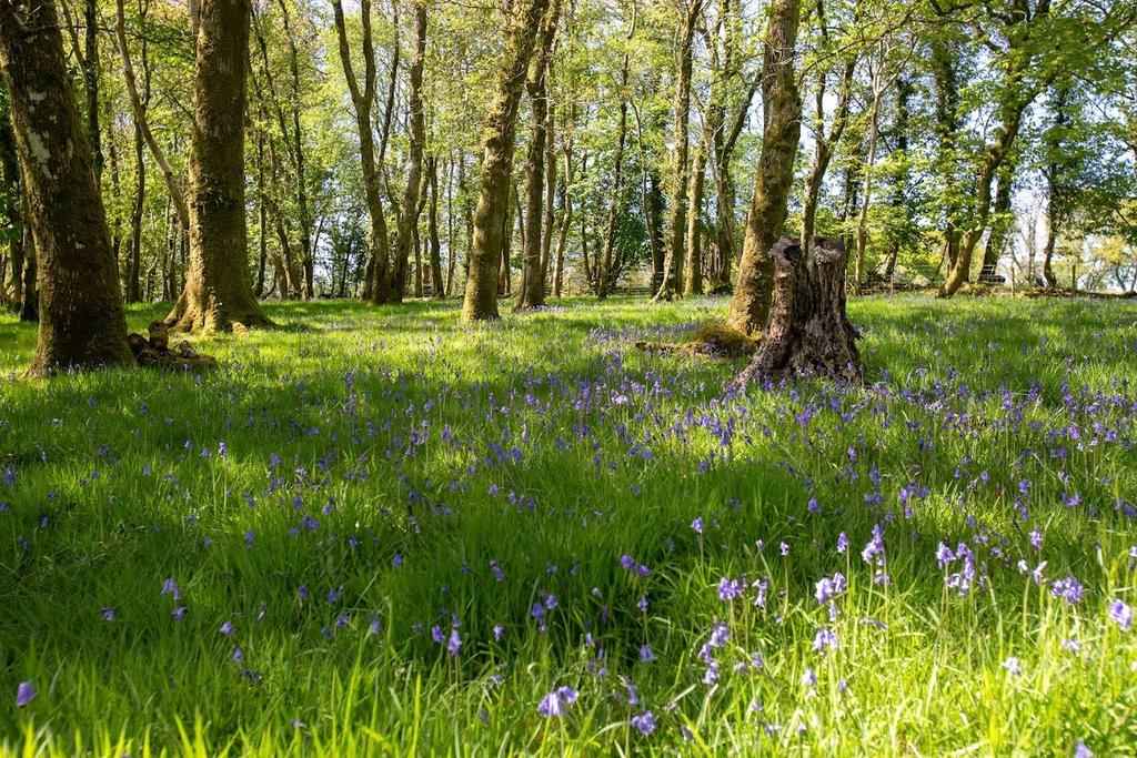 Bluebell Woods