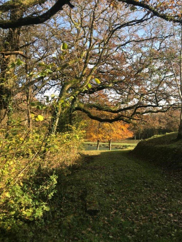 Track To Pond