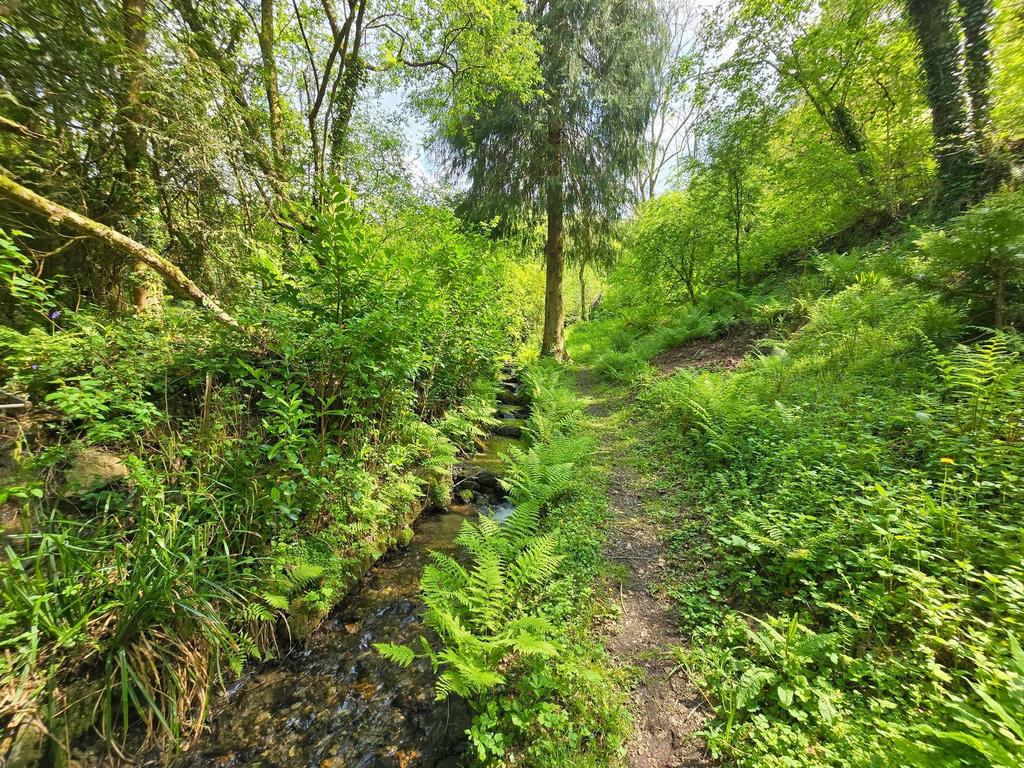 Woodland Streamside Walk