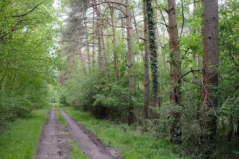 Woodland for sale, Gayhurst, Newport Pagnell MK16