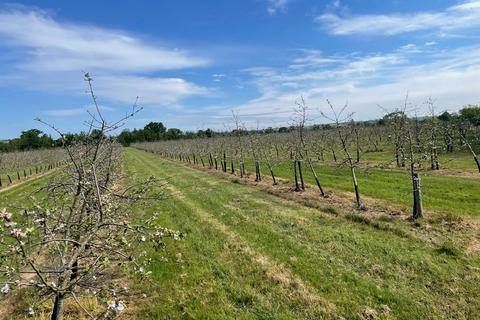 Farm land for sale, Cider Orchard at Hornblotton, Shepton Mallet, BA4
