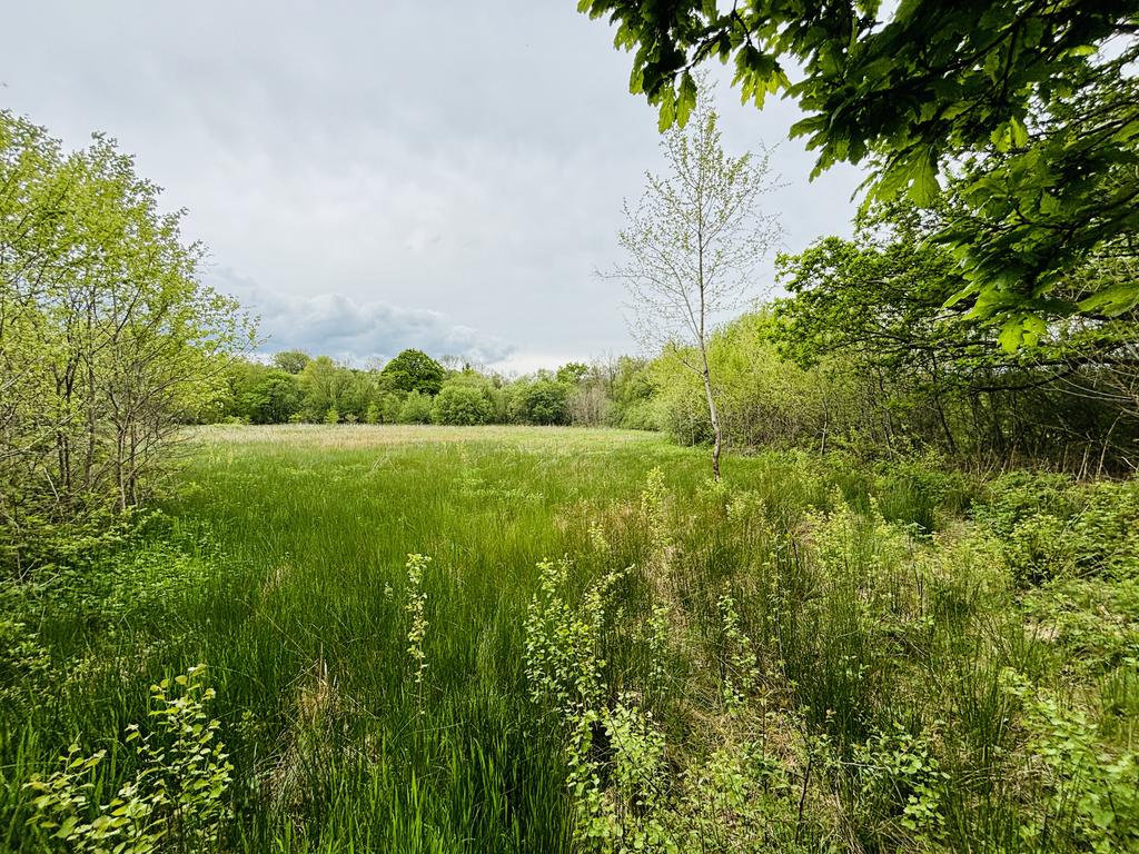 Rough grazing paddock