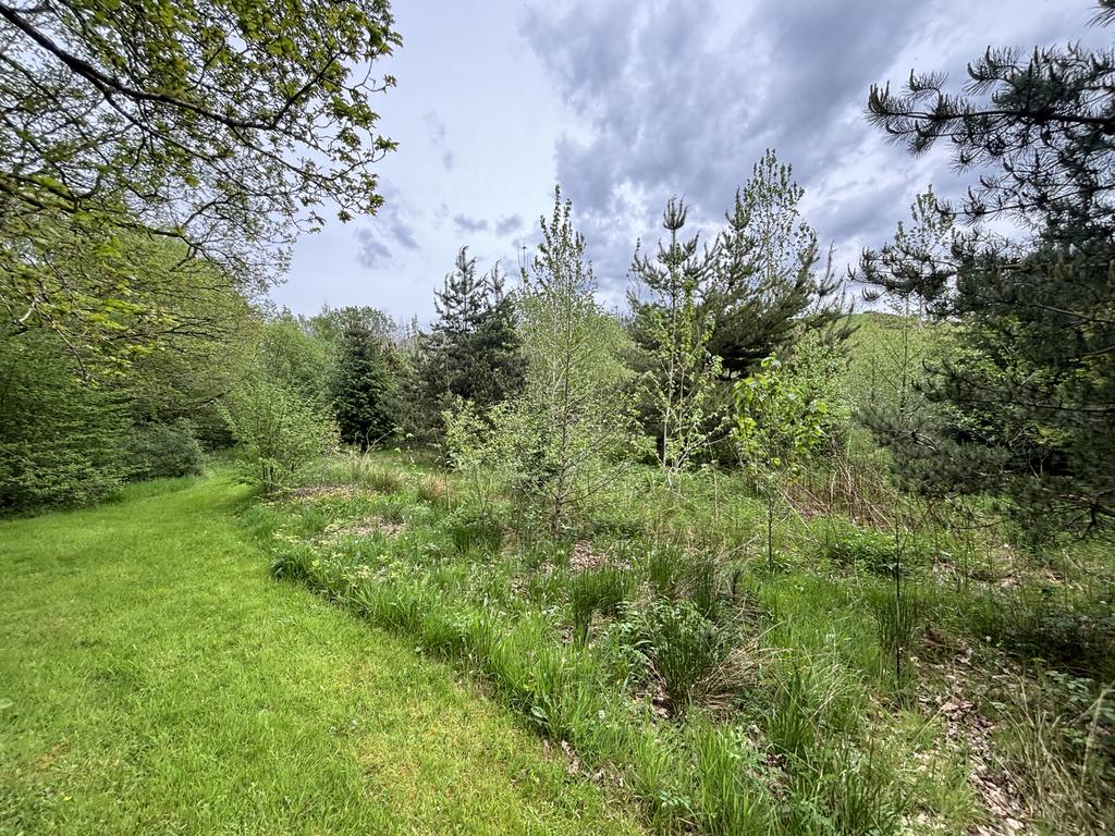 Young native woodland area