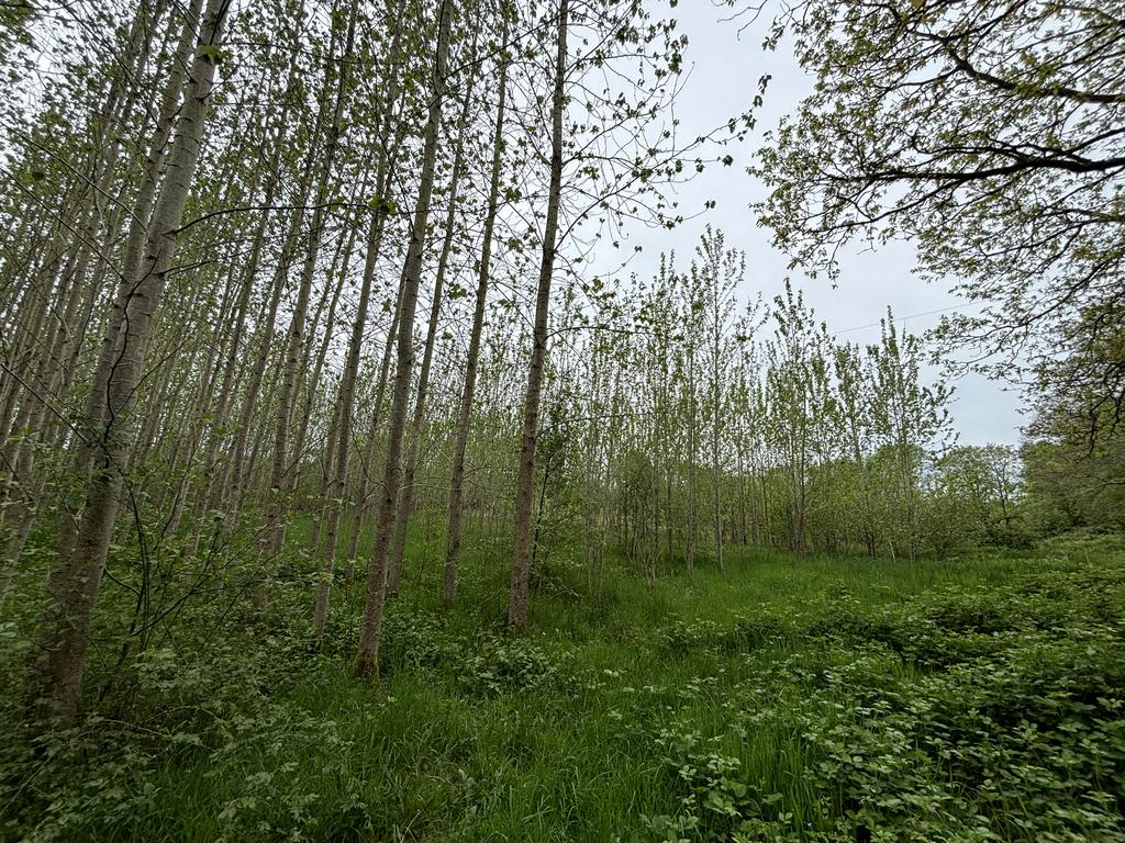 Poplar woodland