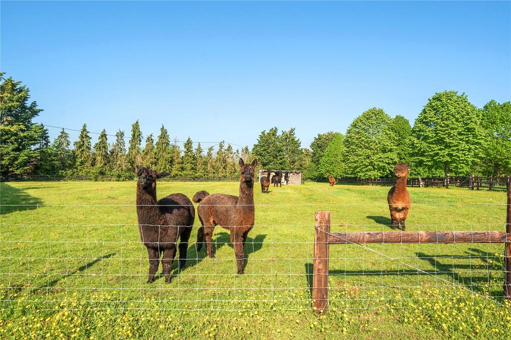 Paddock Land