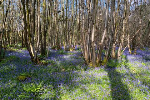 Woodland for sale, Marley Lane, Haslemere GU27