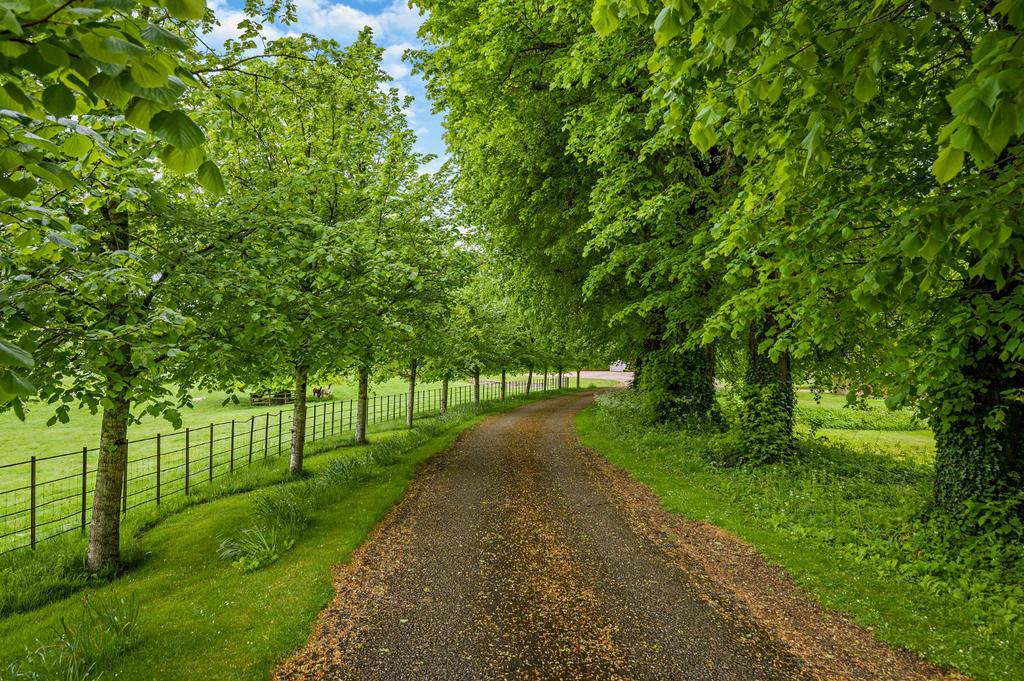 Tree Lined Drive