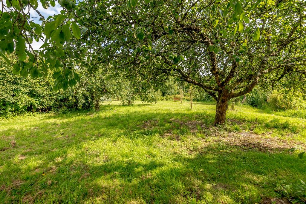 Orchard