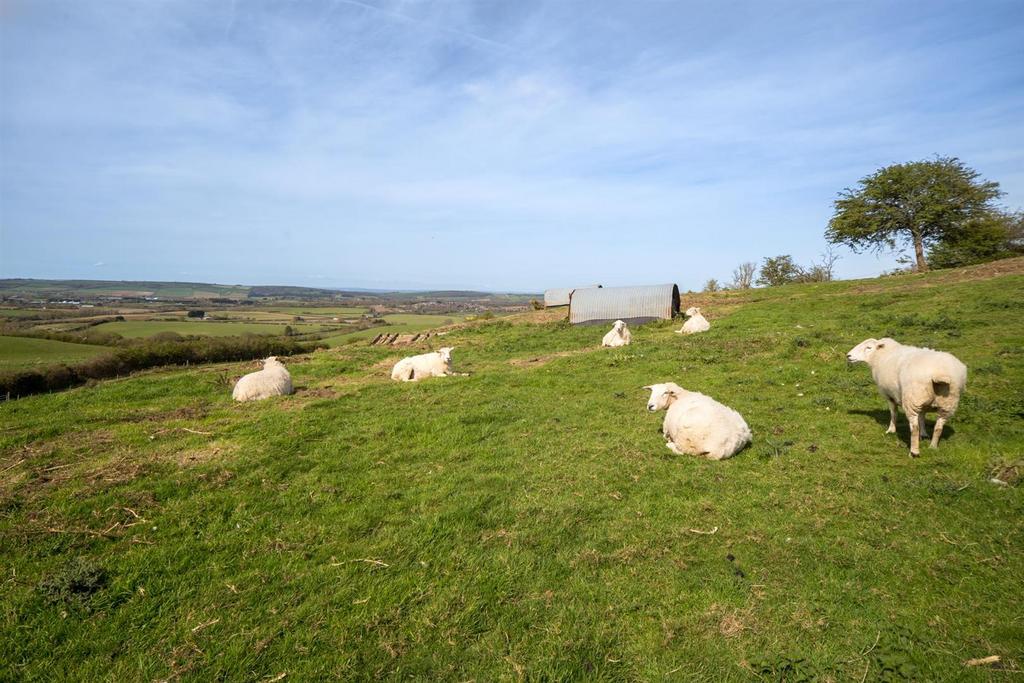 Grazing Land
