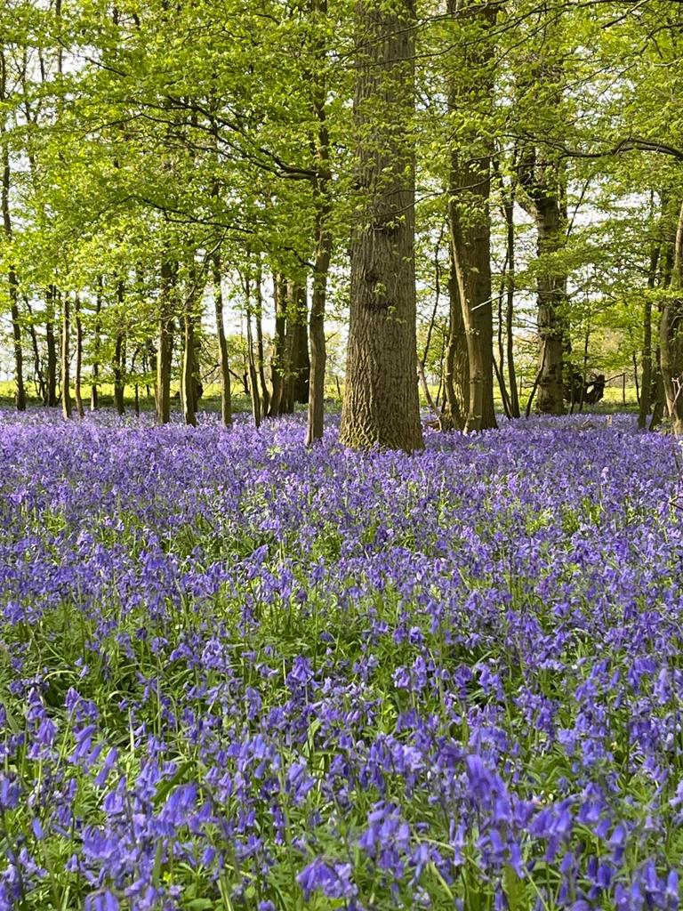 Bluebells