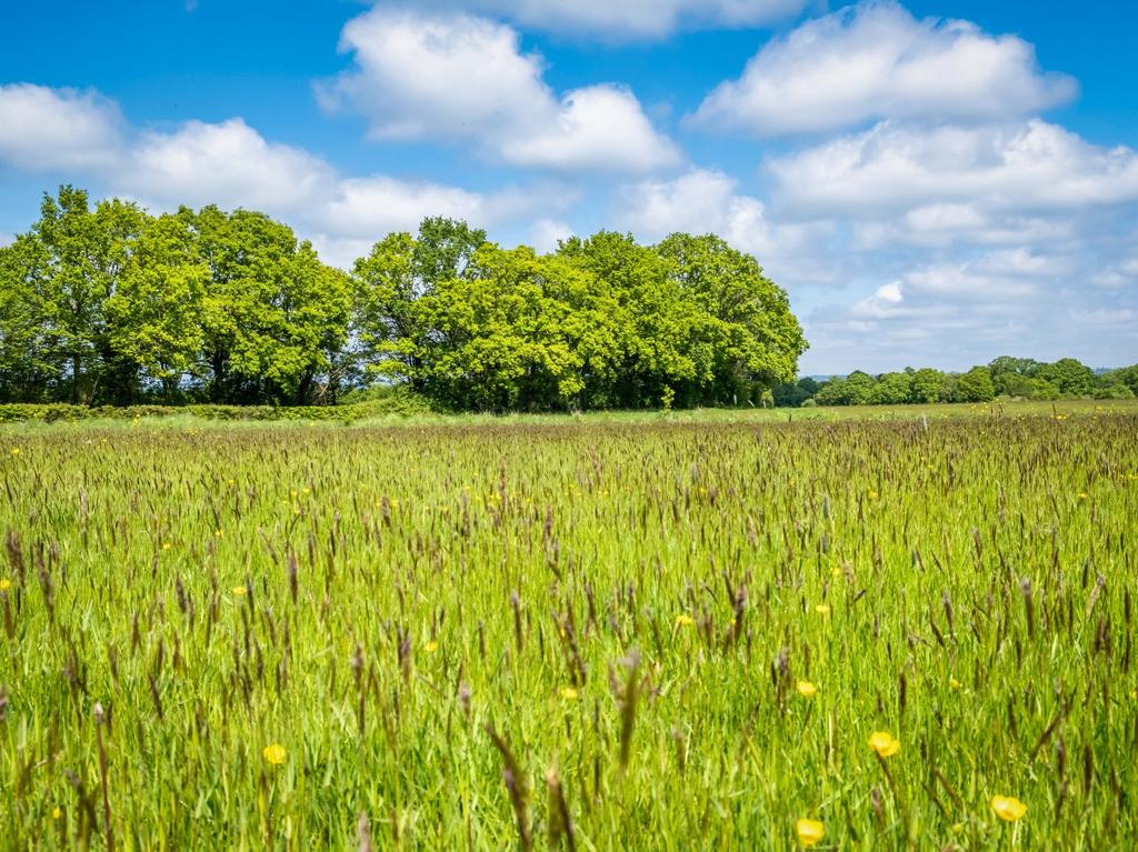 Grassland