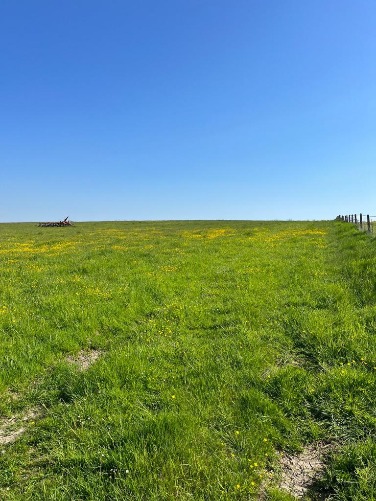 Grassland