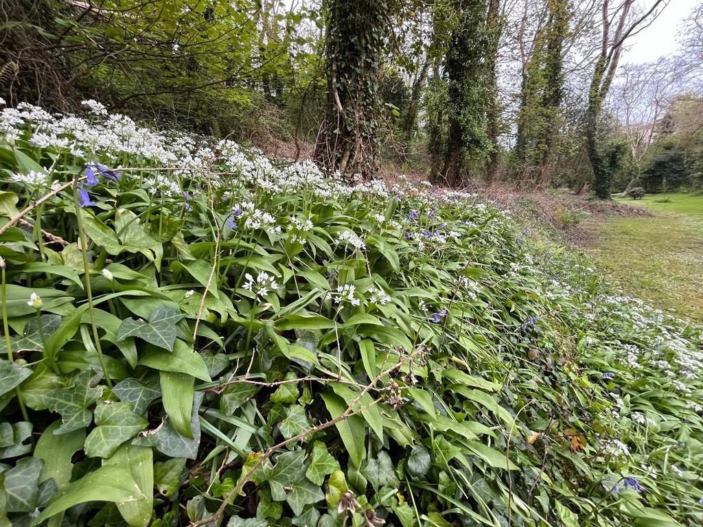 Woodland