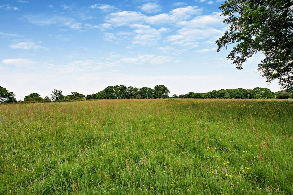 Meadow