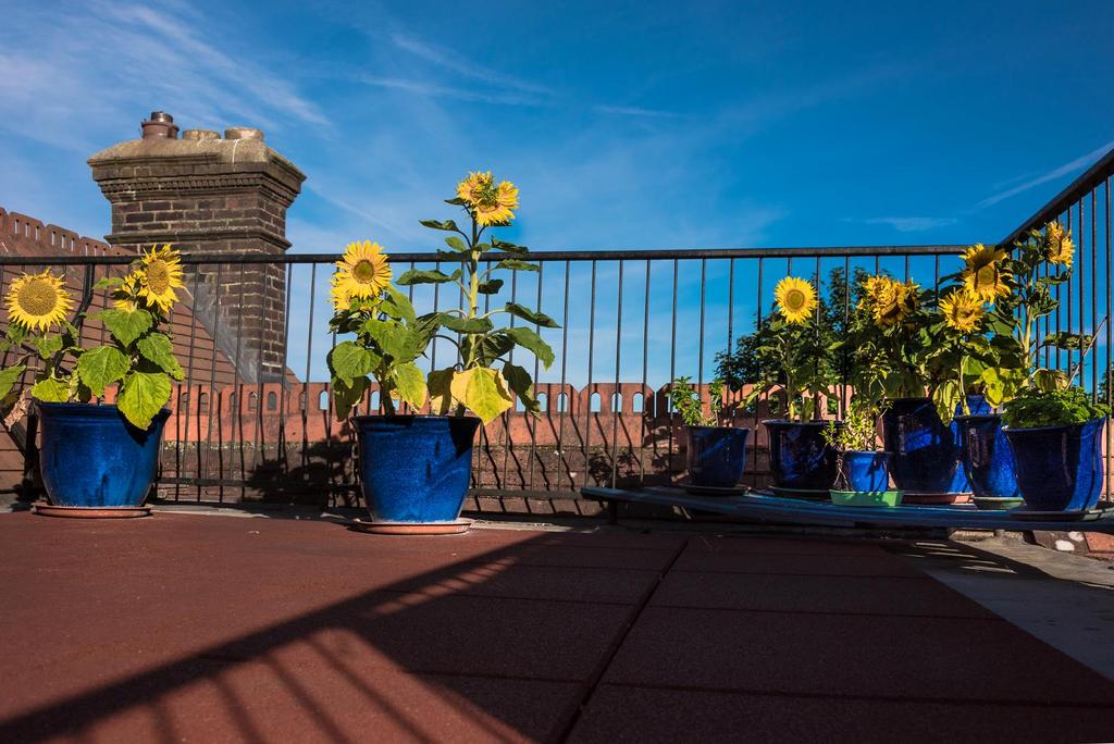 Roof Terrace.jpg