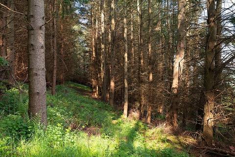 Woodland for sale, Peebles EH45