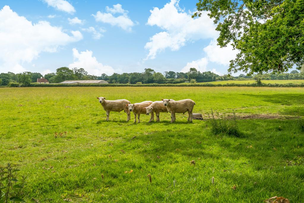 Fields