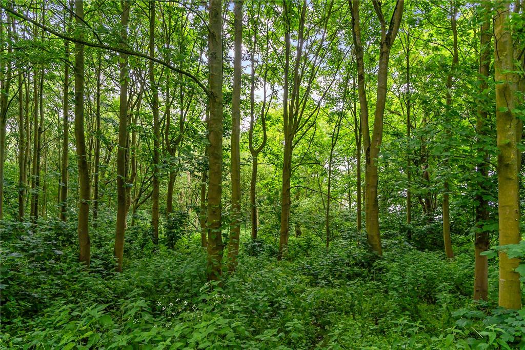 Woodland