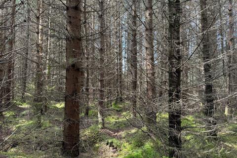 Woodland for sale, Coille Oisinn Forest, Scotland IV27