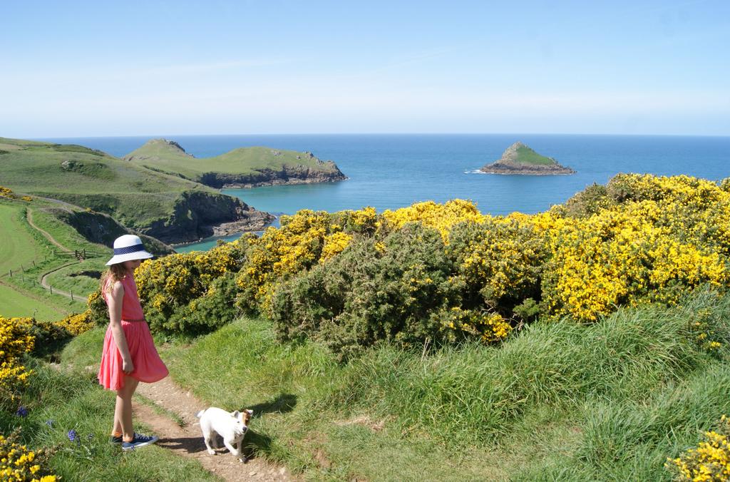 6669935e16ca6 dogwalker on coast path