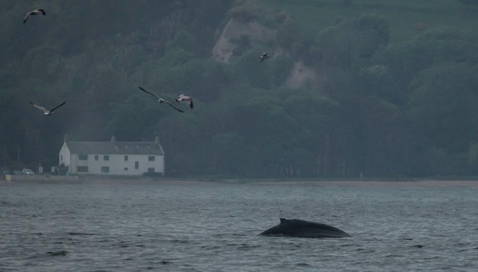Humpback Whale