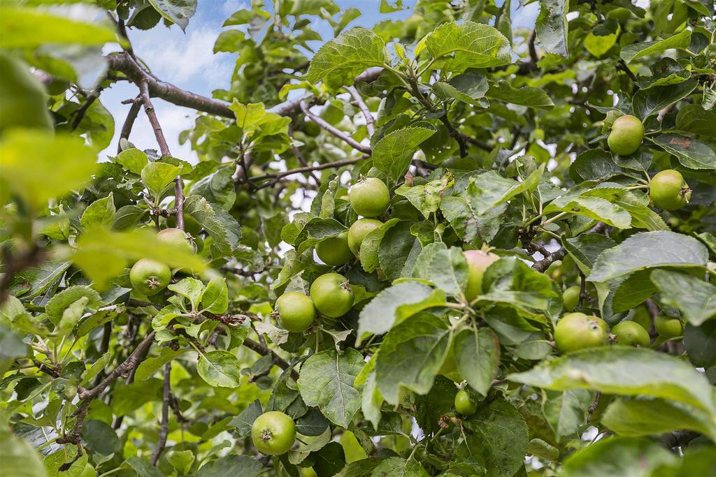Chattern Road Apples.JPG