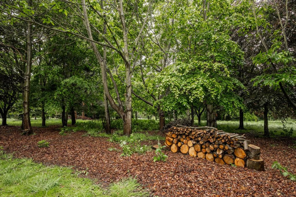 Woodland