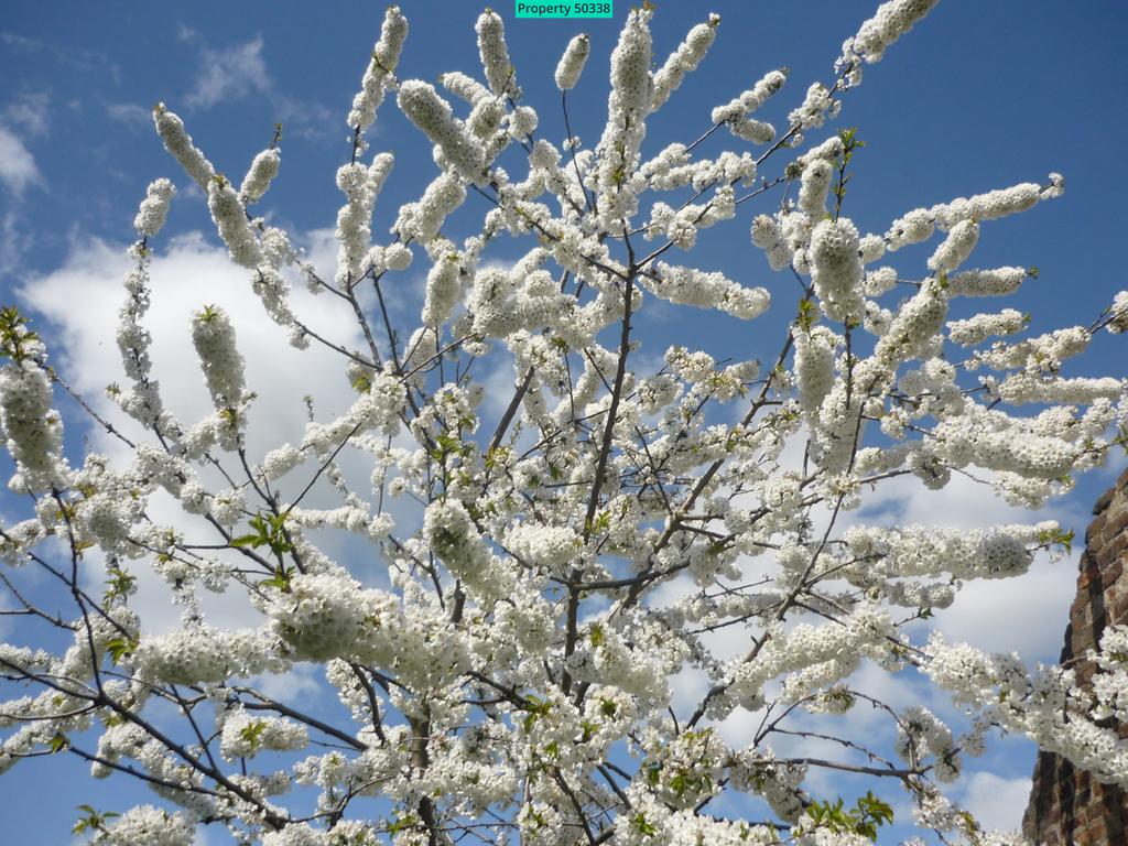 Garden in spring