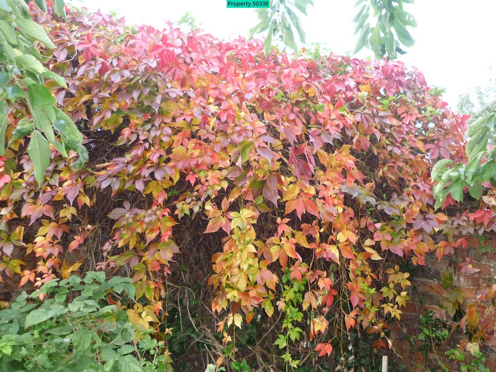 Garden in autumn