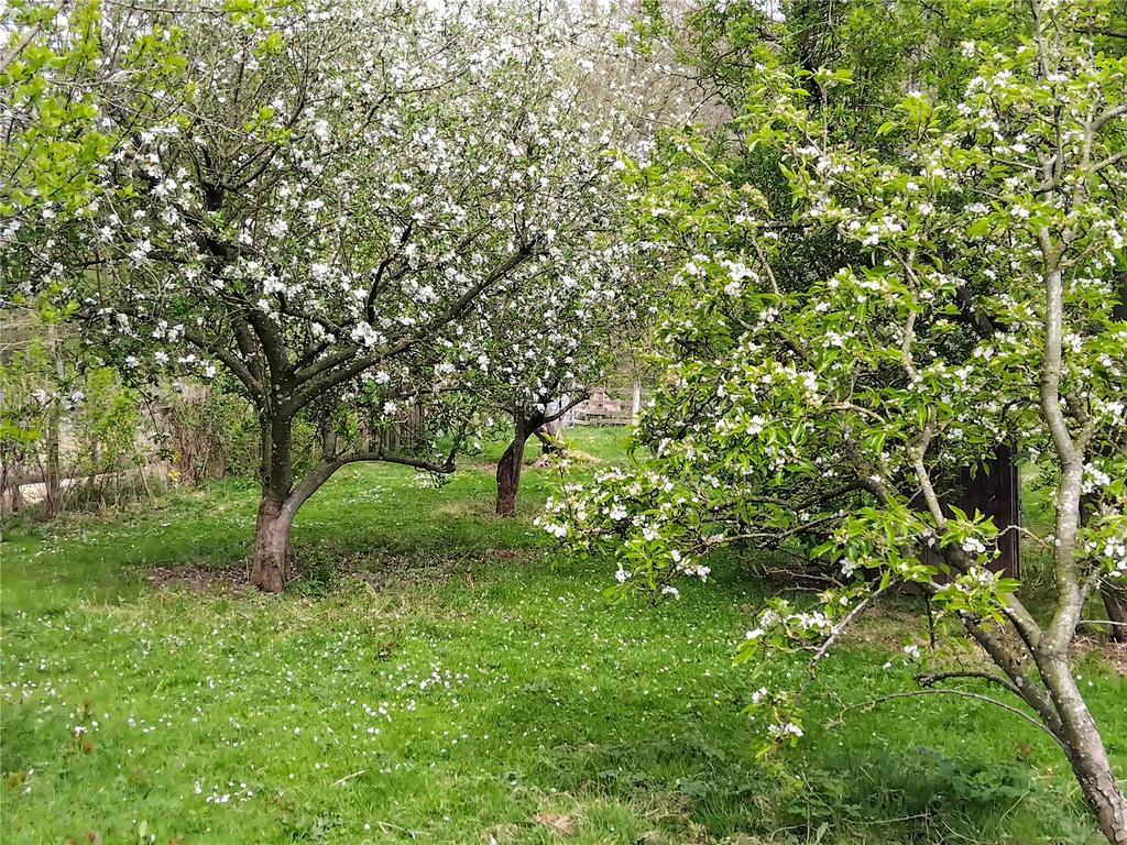 Orchard Blossom