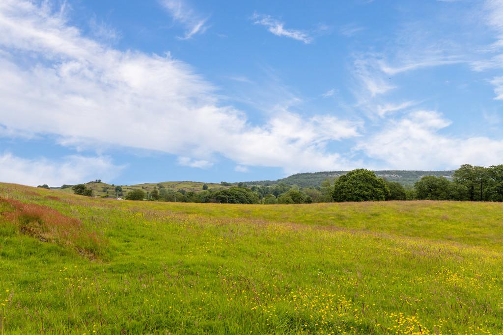 View of Buttercup Fields