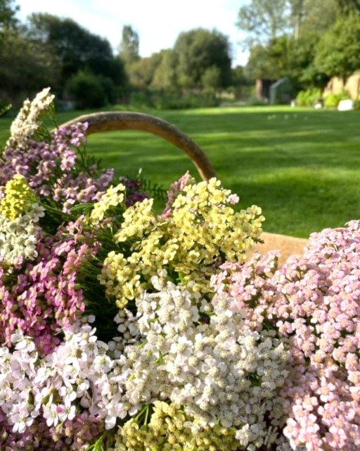 Cut Flowers From Gdn