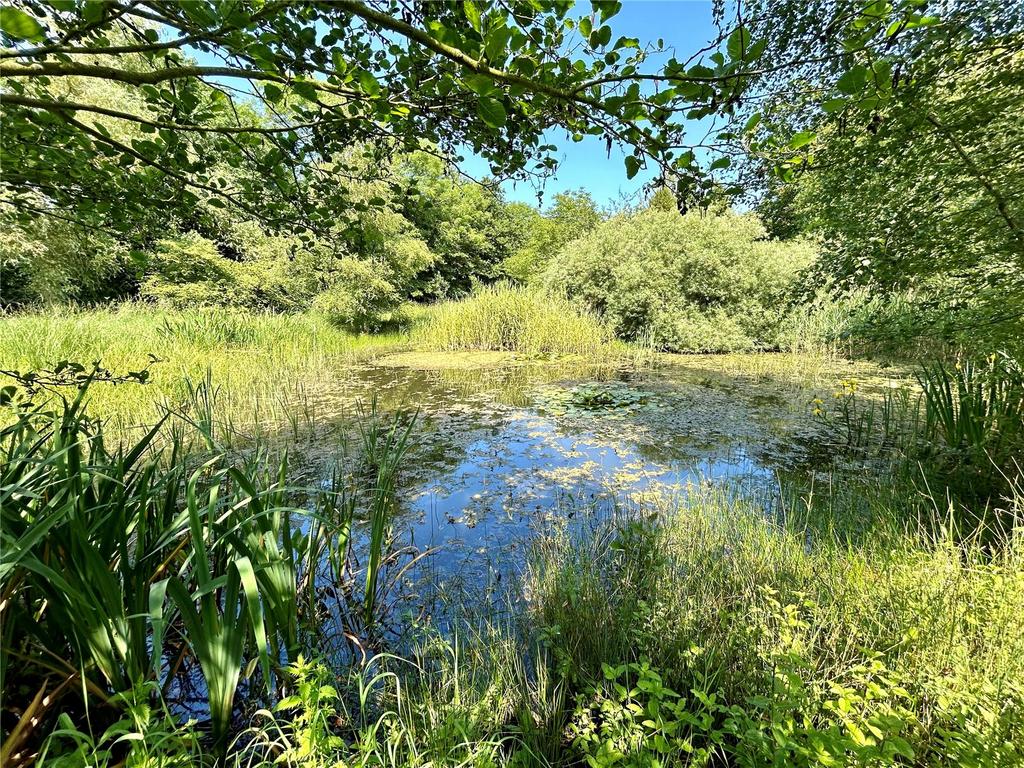 Pond