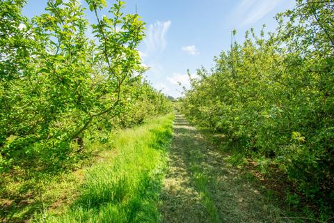 Land for sale, Lot 2: Charlton Orchard, Charlton, Creech St. Michael, Taunton, TA3